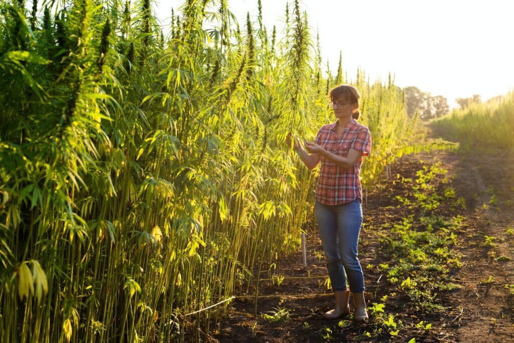 Caucasian female farmer checking industrial hemp stalks at field sunset time somewhere in Ukraine