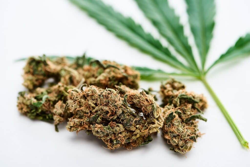 close up view of green cannabis leaf and marijuana buds on white background